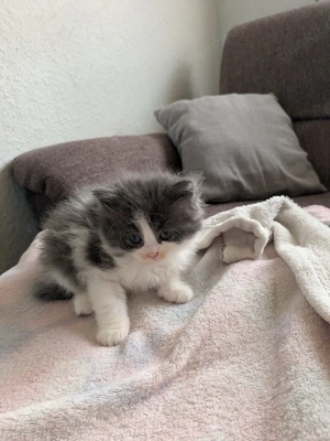 nur noch 1 kleiner  katerchen Süße Main Coon - Persa mix Kitten  Bild 6