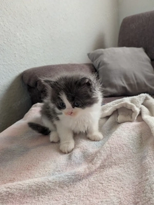 nur noch 1 kleiner  katerchen Süße Main Coon - Persa mix Kitten  Bild 5