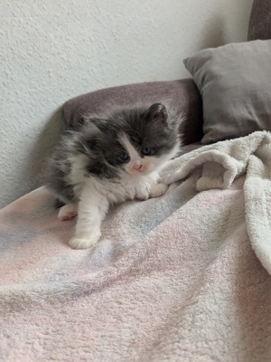 nur noch 1 kleiner  katerchen Süße Main Coon - Persa mix Kitten  Bild 7
