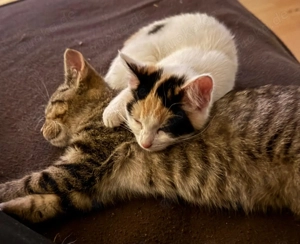 Katzenpärchen abzugeben