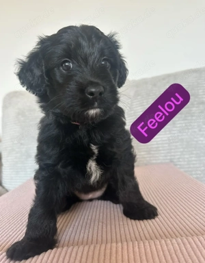 Australian Shepherd x Labradoodle Welpen - sehr familienfreundlich 