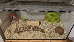 4 Farbmäuse inkl. Terrarium und Zubehör zu verkaufen. 