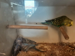 Haubenwellensittiche in verschiedenen Farben 