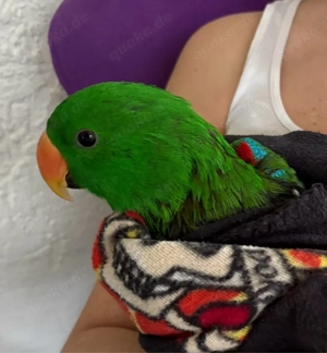 Edelpapagei Jungvogel (Männchen) 