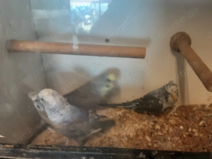 Blackwing Wellensittiche in verschiedenen Farben 