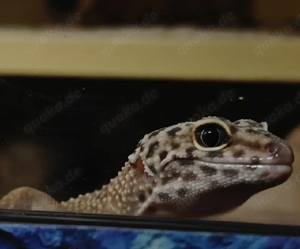 Leopardgecko Weibchen 
