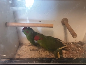 Ziegensittiche Hähne 