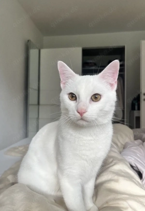 Junge katze (männlich, bald 1 Jahr) in liebevollen händen abzugeben