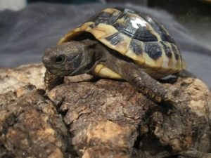 Griechische Landschildkröten von 2024