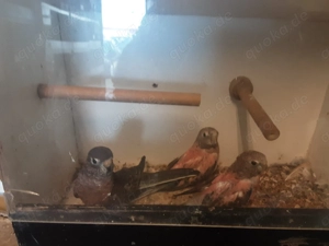 Bourkesittiche in verschiedenen Farben 