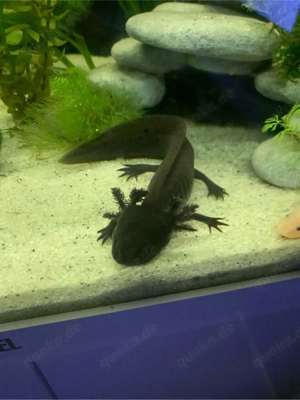 Melanoid Axolotl 