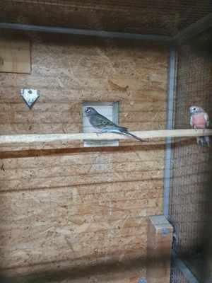 Bourkesittich Henne zu Verkaufen 