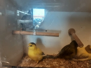 Border Kanarienvögel in verschiedenen Farben 