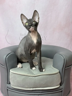 Süße Don Sphynx Kätzchen mit Schnurrhaaren