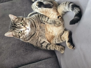 Rocky 6 Jahre alt , kastriert