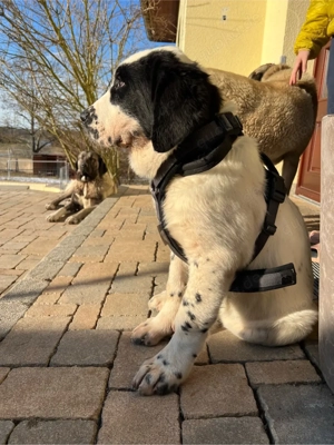 Alabai Zentralasiatischer Owtscharka