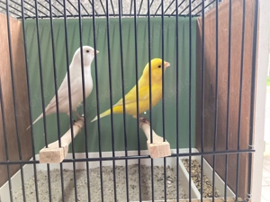 Gelb Weiß Kanarienvögel