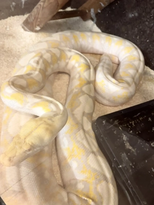 Lavender Albino Netzpython +5m (Malayopython reticulatus)  Bild 2