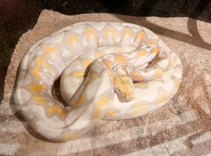 Lavender Albino Netzpython +5m (Malayopython reticulatus) 