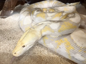 Lavender Albino Netzpython +5m (Malayopython reticulatus)  Bild 4