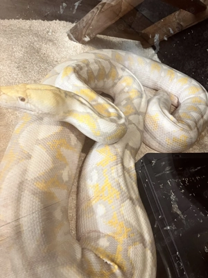 Lavender Albino Netzpython +5m (Malayopython reticulatus)  Bild 3