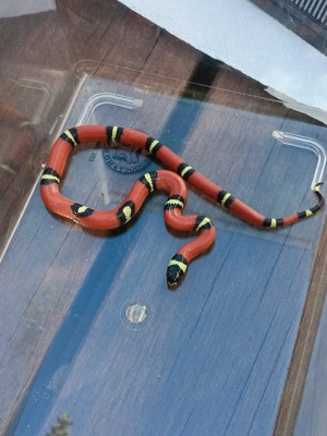 lampropeltis polyzona sinaloeae Bild 3