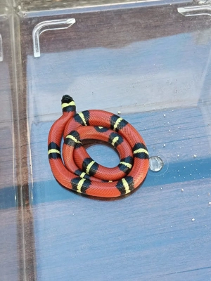 lampropeltis polyzona sinaloeae Bild 5