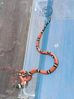 lampropeltis polyzona sinaloeae Bild 4