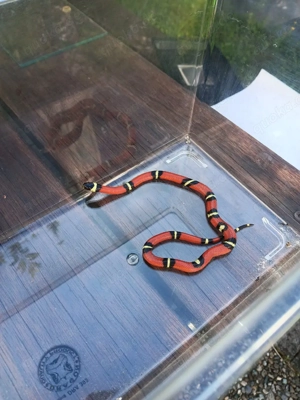 lampropeltis polyzona sinaloeae Bild 2