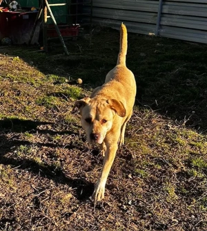 Felix, zzt. in Ungarn, ein freundlicher, aktiver und gleichzeitig entspannter Rüde 