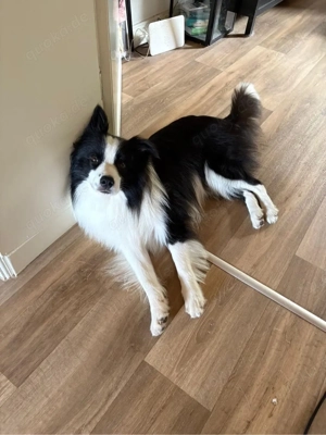 Die welpen sind da  - Reinrassige gesunde Border Collie welpen Bild 4