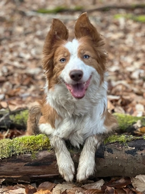 Die welpen sind da  - Reinrassige gesunde Border Collie welpen Bild 2