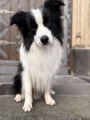 Die welpen sind da  - Reinrassige gesunde Border Collie welpen Bild 3