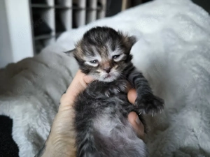 Reinrassige Sibirische Waldkatzen Kitten Allergikergeeignet