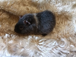 Meerschweinchen Böckchen 