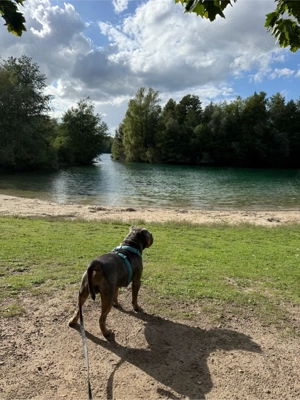 Deckrüde Roccia Old English Bulldog Bild 2