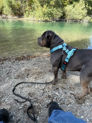 Deckrüde Roccia Old English Bulldog Bild 5