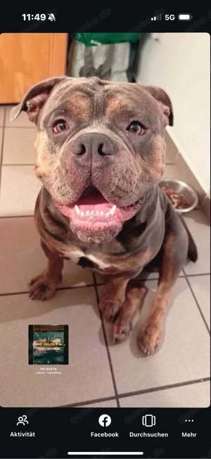 Deckrüde Roccia Old English Bulldog Bild 4