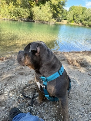 Deckrüde Roccia Old English Bulldog Bild 6