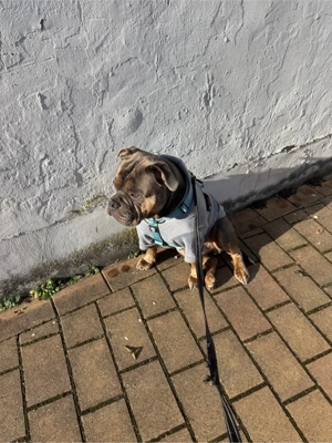 Deckrüde Roccia Old English Bulldog Bild 7