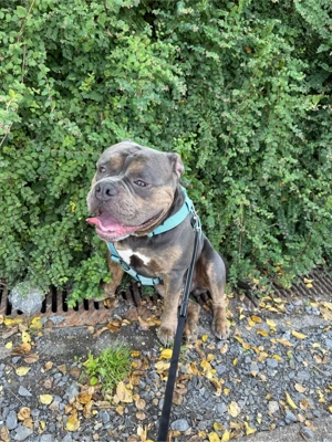 Deckrüde Roccia Old English Bulldog Bild 8