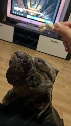 Deckrüde Roccia Old English Bulldog Bild 9