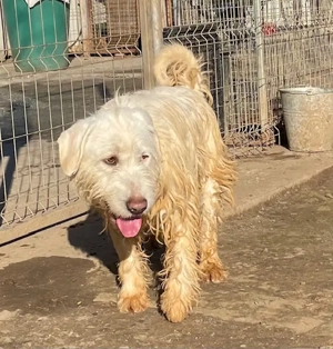 White, z. Zt. in Ungarn, unter dem Wuschelfell verbirgt sich ein zartes, anschmiegsames Kerlchen