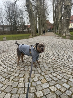 Deckrüde Roccia Old English Bulldog Bild 10