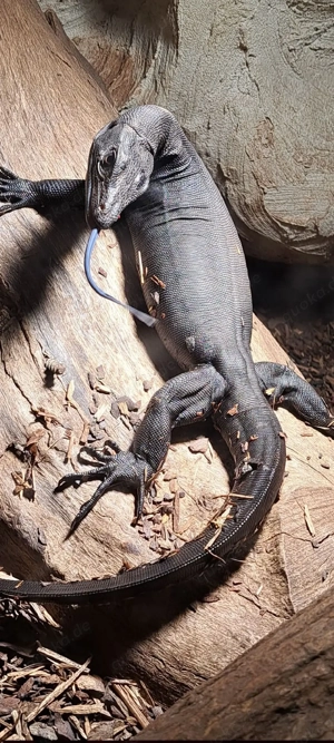 varanus salvator
