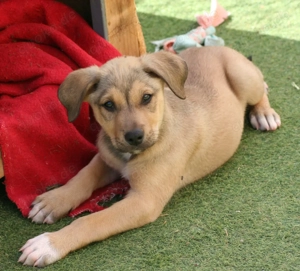 Kiwi und seine Geschwister suchen ihr Zuhause