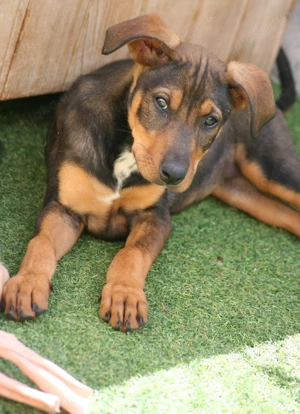 Peach und ihre Geschwister suchen ihr Zuhause