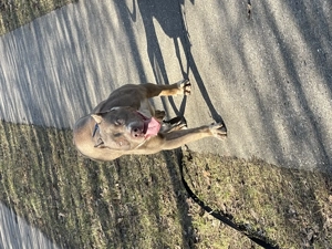 American bully Hündin mit Papieren 
