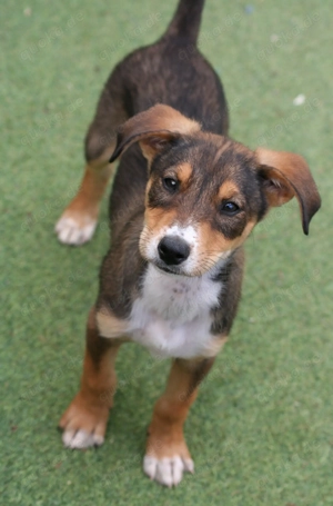 Berry und ihre Geschwister suchen ihr Zuhause