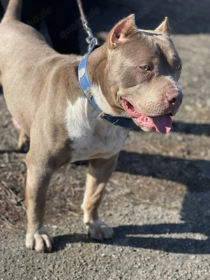 American bully Hündin lilac 